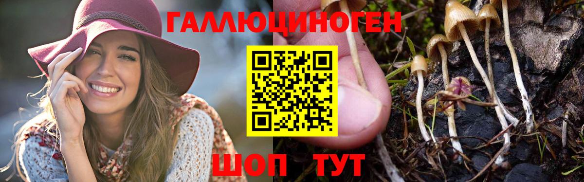 Псилоцибиновые грибы Psilocybine cubensis  Вход с VPN  Каменка 